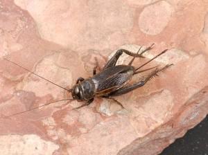 Thumbnail image for Grasshoppers and Crickets in Soybean