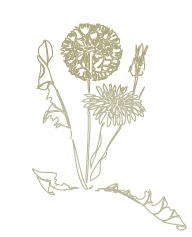 Thumbnail image for Weed Management in Onions
