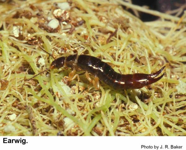 Thumbnail image for Earwigs in the Landscape