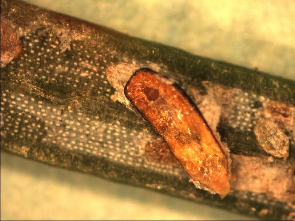 Adult female scale and crawler