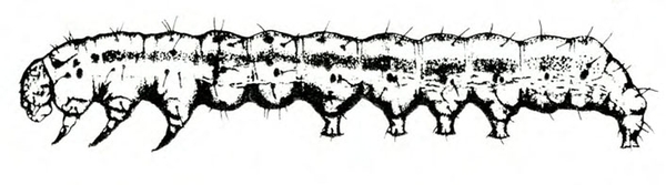 Thumbnail image for Pests of Tomato