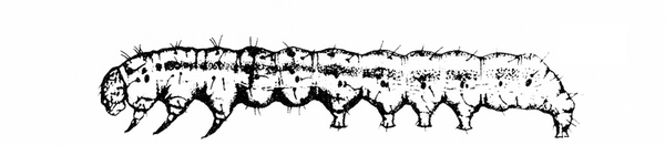 Thumbnail image for Pests of Okra