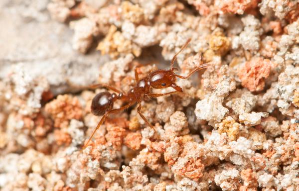 Thumbnail image for Fire Ants in Commercial Turfgrass, Home Lawns and Landscapes
