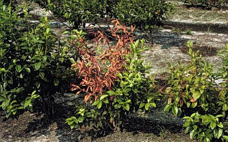 Thumbnail image for Stem Blight of Blueberry