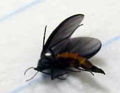 Thumbnail image for Fungus Gnats Indoors
