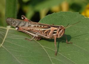 Photo of grasshopper