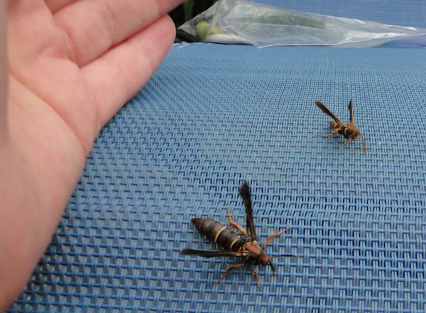 Male (right) and female (left) grape root borer adults