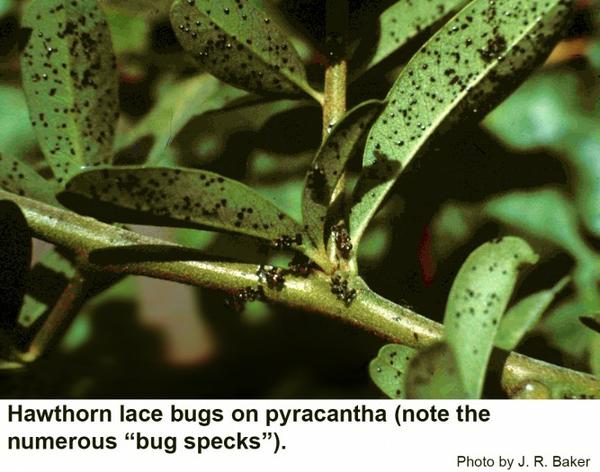 Hawthorn lace bugs on pyracantha with numerous "bug specks"