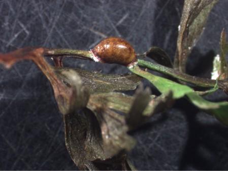 Figure 2. Hemispherical scale on rabbit foot fern.