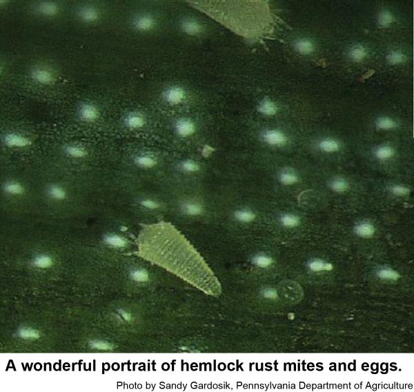 Thumbnail image for Hemlock Rust Mite