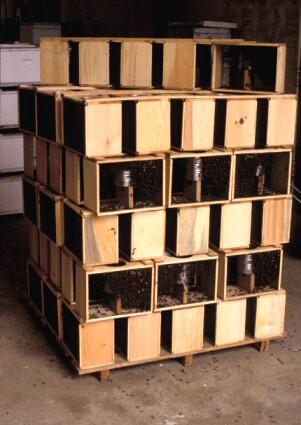 Thumbnail image for How to Install a Package of Honey Bees
