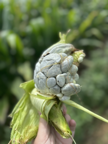 Thumbnail image for Common Smut on Corn