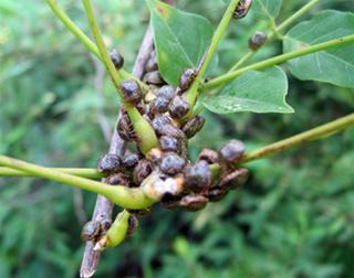 Group of kudzu bugs