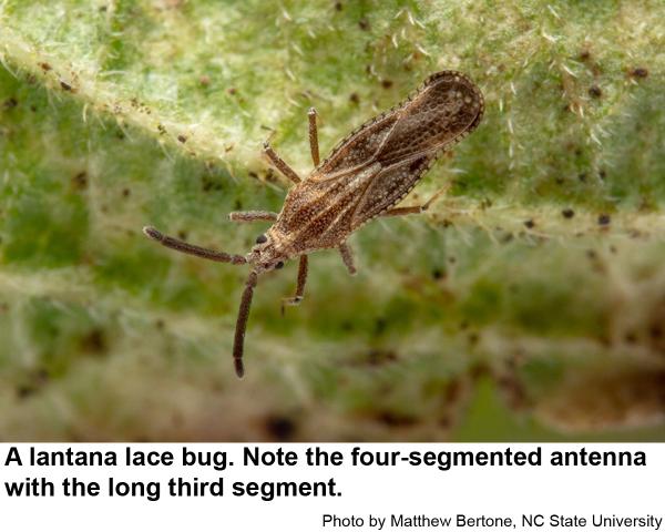 Thumbnail image for Lantana Lace Bug