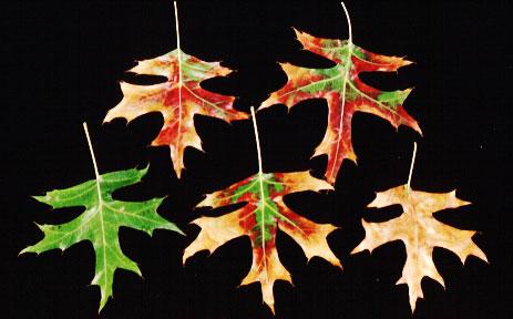 Thumbnail image for Scorch Diseases on Shade Trees