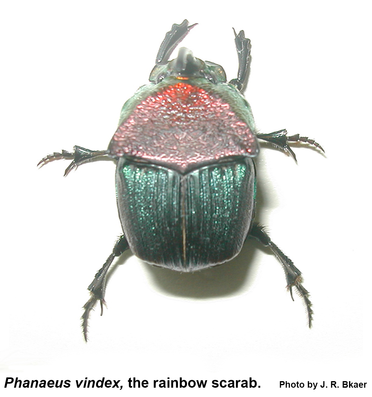 Thumbnail image for Rainbow Scarab