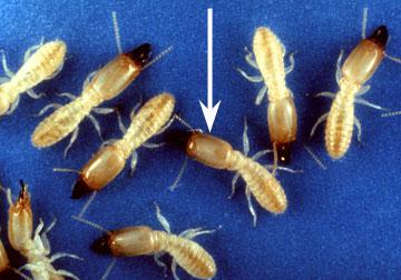 Figure 2. Rectangular head of native subterranean termite specie