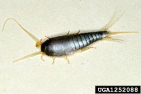 Thumbnail image for Silverfish and Firebrats