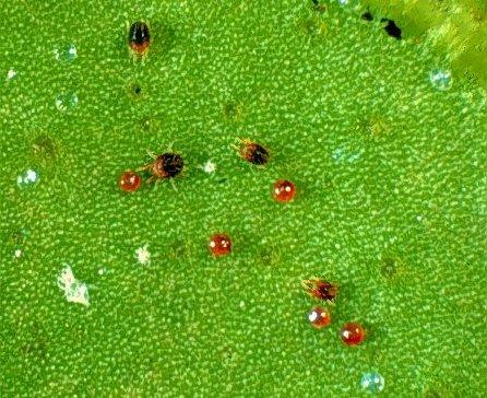 Thumbnail image for Southern Red Mite and Spruce Spider Mite