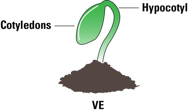 Thumbnail image for The Soybean Plant