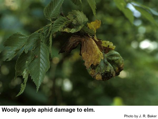 Thumbnail image for Woolly Apple Aphid on Ornamentals